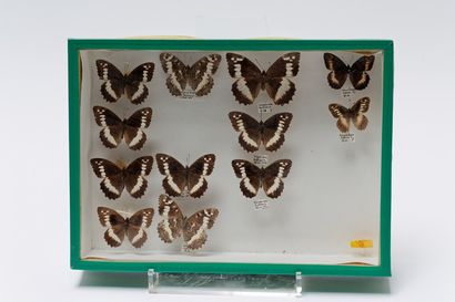 null Ensemble de papillons présentés dans six boîtes, 24,5x33x7 cm.