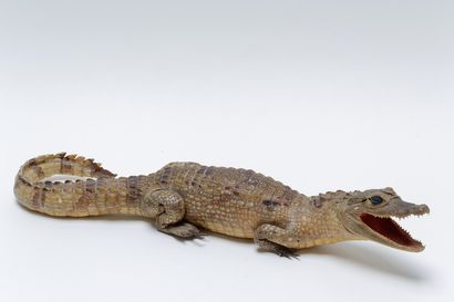 null Crocodile naturalisé (pré-convention), l. 60 cm.