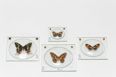 null Quatre papillons présentés sous verre, 16x16 cm, 15x15 cm, 14x14 cm et 9x9 ...