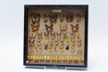 null Ensemble de papillons présentés dans deux boîtes, 45x46x6 cm.