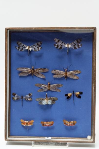 null Ensemble de papillons et de libellules présentés dans deux boîtes, 37x37x5 cm...