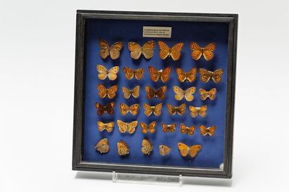 null Ensemble de papillons et de libellules présentés dans deux boîtes, 37x37x5 cm...