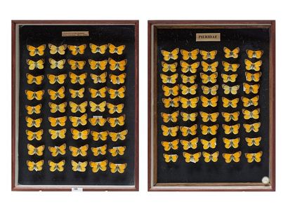 null Ensemble de papillons présentés dans deux boîtes, 40x30x5 cm.