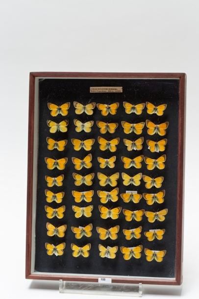 null Ensemble de papillons présentés dans deux boîtes, 40x30x5 cm.