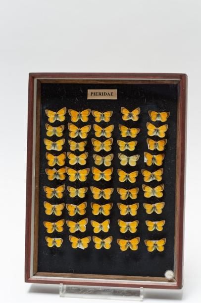 null Ensemble de papillons présentés dans deux boîtes, 40x30x5 cm.