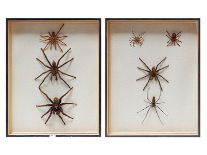 null Ensemble d'araignées présentées dans deux boîtes, 49,5x39,5x6 cm.
