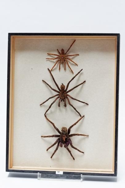 null Ensemble d'araignées présentées dans deux boîtes, 49,5x39,5x6 cm.