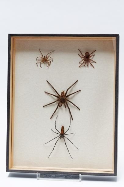 null Ensemble d'araignées présentées dans deux boîtes, 49,5x39,5x6 cm.