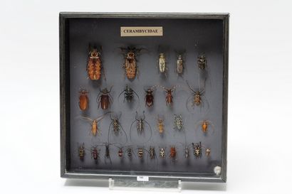 null Ensemble de Cerambycidae présentés dans une boîte, 37x37x7 cm.