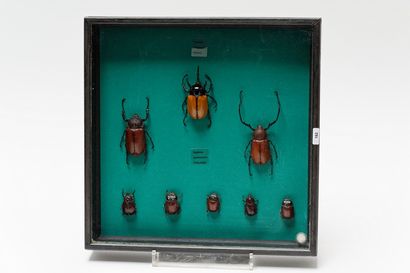 null Ensemble de scarabées présentés dans une boîte, 37x37x6 cm.