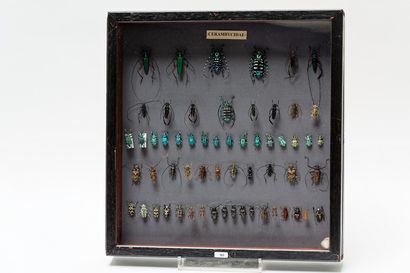 null Ensemble de Cerambycidae présentés dans une boîte, 46,5x44,5 cm.