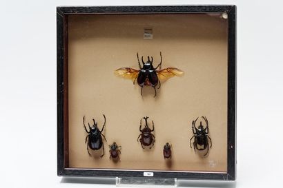 null Ensemble de scarabées (Malaisie) présentés dans une boîte, 44,5x46,5 cm.