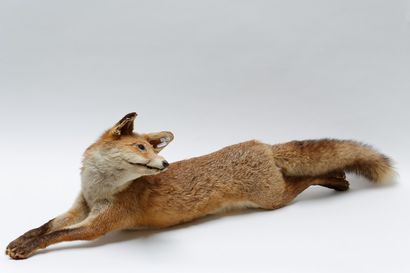 null Renard et faisan naturalisés, l. 120 et 72 cm.