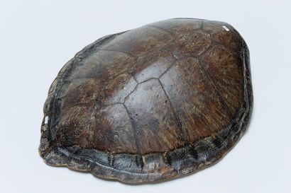 null Deux carapaces de tortue, l. 74 et 71 cm.