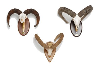null Trois trophées de mouflon (un belge et deux espagnols), l. 54, 51 et 44 cm ...