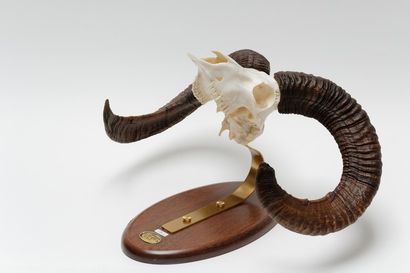 null Trois trophées de mouflon (un belge et deux espagnols), l. 54, 51 et 44 cm ...