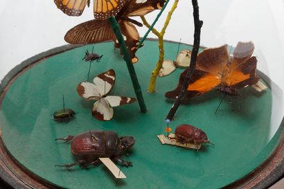 null Composition de papillons et de coléoptères présentée sous un grand globe ancien,...