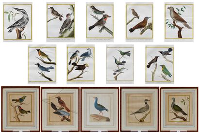null Suite de quatorze estampes ornithologiques dont cinq encadrées, XXe, 21x17 cm...