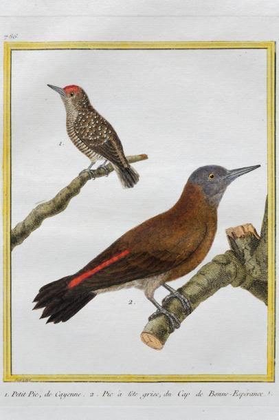 null Suite de quatorze estampes ornithologiques dont cinq encadrées, XXe, 21x17 cm...