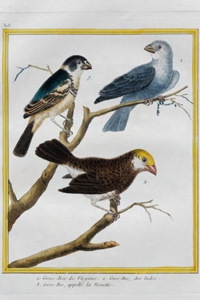 null Suite de quatorze estampes ornithologiques dont cinq encadrées, XXe, 21x17 cm...