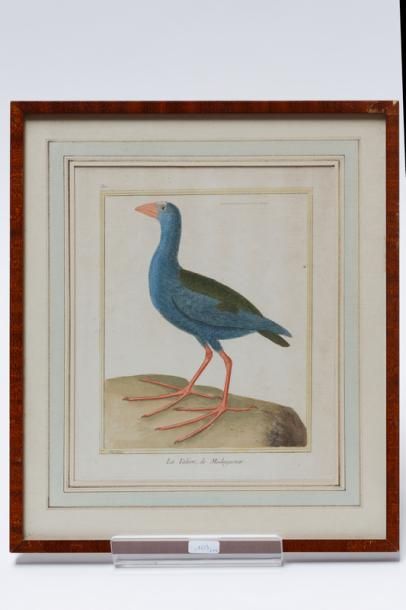 null Suite de quatorze estampes ornithologiques dont cinq encadrées, XXe, 21x17 cm...