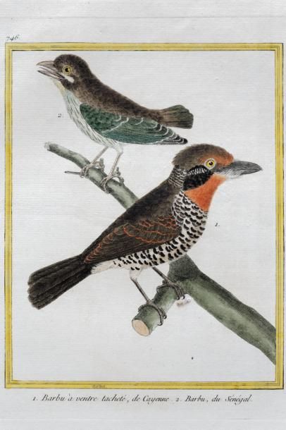 null Suite de quatorze estampes ornithologiques dont cinq encadrées, XXe, 21x17 cm...