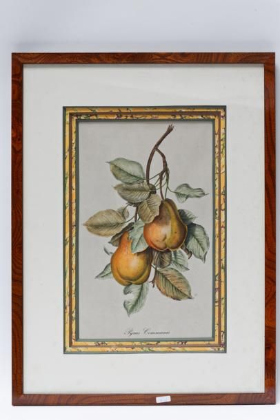 null "Fruits divers", suite de cinq estampes rehaussées, 38x23,5 cm (à vue).