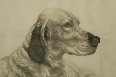 DANCHIN Léon (1887-1938) "Couple de chiens", XXe, lithographie polychrome, 46x86...