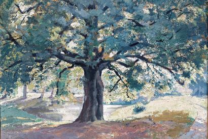 COLLON A. "Vieux chêne", XXe, huile sur toile, signée en bas à droite, 65x71 cm.
