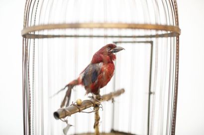 BONTEMPS [attribué à] Cage à oiseau siffleur automate, début XXe, h. 51 cm [usures...