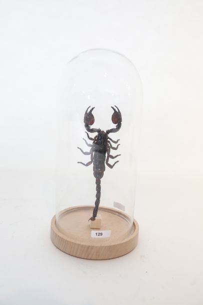null Scorpion monté sous globe, h. 26 cm.