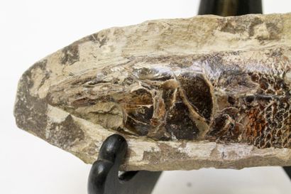 null Poisson fossilisé (Brésil), l. 22,5 cm.