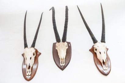 null Trois massacres (oryx et antilope sable), h. 100-125 cm env.