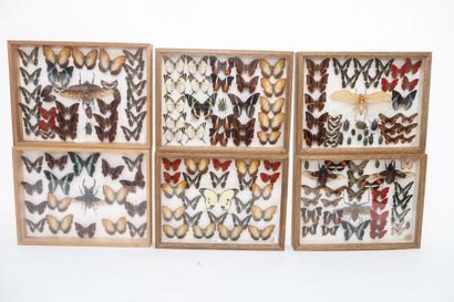 null Ensemble de papillons et insectes divers présentés dans six boîtes, 6x39x29,5...