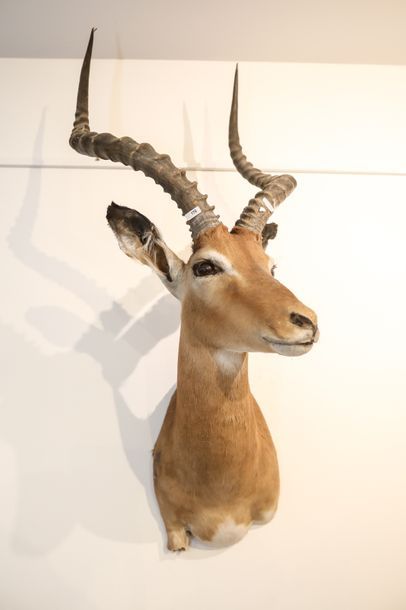 null Impala en cape (Namibie), h. 92 cm env.