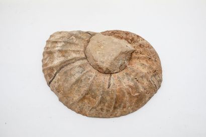 null Ammonite de Madagascar, l. 39,5 cm.