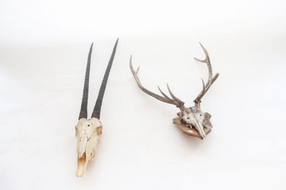 null Deux massacres (cerf et oryx), h. 85 cm et 122 cm env.