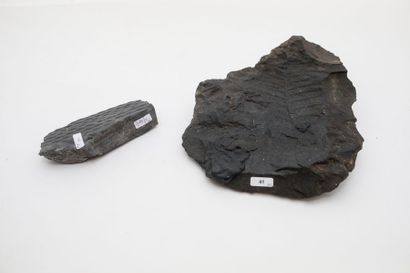 null Fougères carbonifères (deux pièces), l. 29,5 cm et 15 cm.