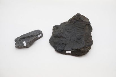 null Fougères carbonifères (deux pièces), l. 29,5 cm et 15 cm.
