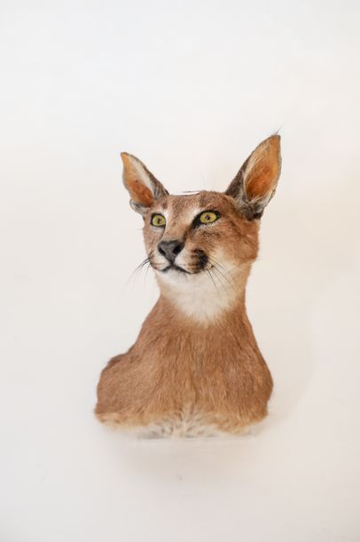 null Deux trophées en cape (caracal et dik-dik), h. 30-40 cm env.