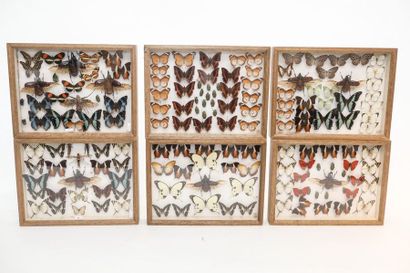 null Ensemble de papillons et insectes divers présentés dans six boîtes, 6x39x29,5...