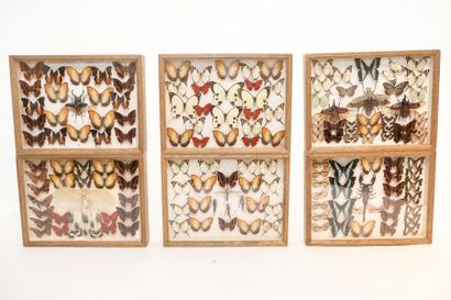 null Ensemble de papillons et insectes divers présentés dans six boîtes, 6x39x29,5...