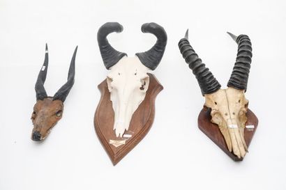 null Trois massacres (antilope, bubale de Tanzanie et buck), h. 50-76 cm env.