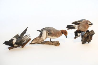 null Trois oiseaux naturalisés (geai, siffleur et pie) sur un support, 20x41 cm ...