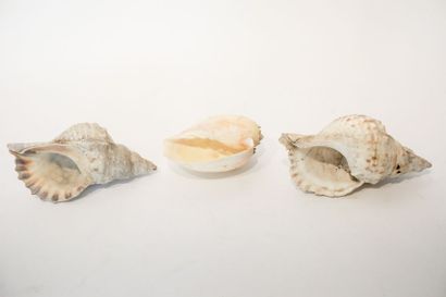 null Trois coquillages, l. 18-27 cm [altérations].