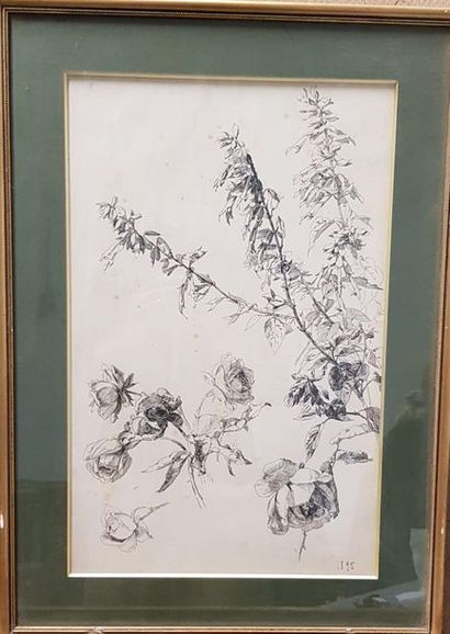 Roses
Ink drawing dated lower right 1895
48...