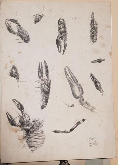 A. WINCKLER 
Crayfish study 
Ink on paper,...