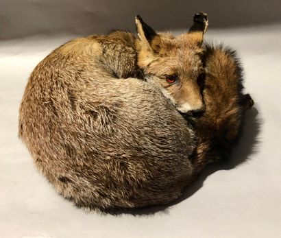 null Renard roux (Vulpes vulpes) (CH)

Spécimen naturalisé couché sans socle, en...