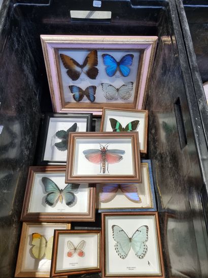 null Lot de 9 boîtes entomologiques sous verre contenant divers PAPILLONS