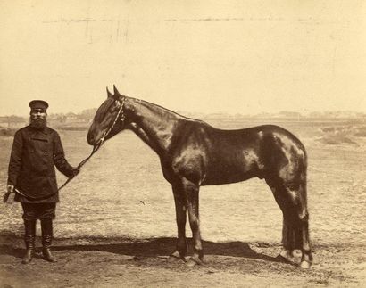 CHEVAUX Trois portraits de chevaux en Russie, 1879-1900. Noms des photographes et...